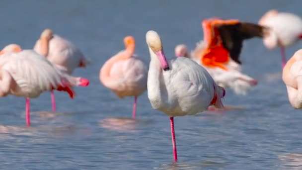 湖のピンクフラミンゴ、塩水のワイルドグレーターフラミンゴ、自然鳥野生動物サファリ4kショット — ストック動画