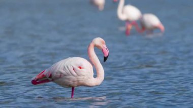 Gölde pembe flamingolar, tuzlu suda Wild Greater flamingo, Doğa Kuşları Vahşi Yaşam safarisi 4k