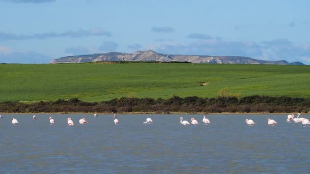 Розовые фламинго в озере, Большой дикий фламинго в соленой воде, Природа птиц сафари 4k выстрел — стоковое видео