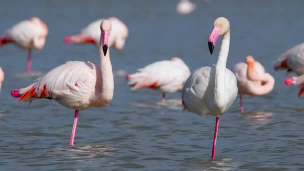 湖のピンクフラミンゴ、塩水のワイルドグレーターフラミンゴ、自然鳥野生動物サファリ4kショット — ストック動画