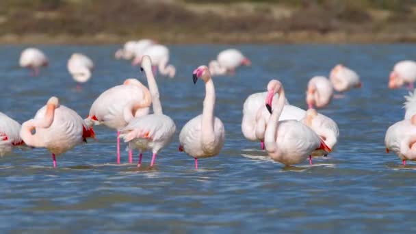 湖のピンクフラミンゴ、塩水のワイルドグレーターフラミンゴ、自然鳥野生動物サファリ4kショット — ストック動画