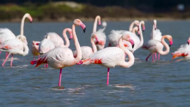 Flamencos rosados en el lago, Flamenco salvaje en el agua salada, Naturaleza Aves Vida silvestre safari 4k shot — Vídeo de stock