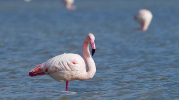 Рожеві фламінго в озері, Дикий Великий фламінго в солоній воді, Nature Birds Wildlife safari 4k. — стокове відео