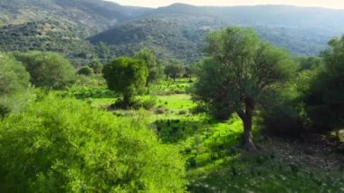 Yazın başında doğa ağaçları, güneşli havada zeytin ağaçları olan güzel yeşil ormanın havadan görünüşü, Kıbrıs