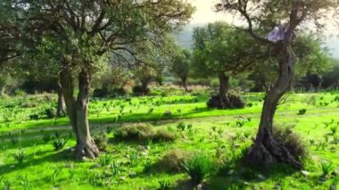 Yazın başında doğa ağaçları, güneşli havada zeytin ağaçları olan güzel yeşil ormanın havadan görünüşü, Kıbrıs