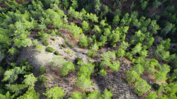 Δέντρα σε ηλιόλουστο καιρό, Αεροφωτογραφία του δάσους κωνοφόρων την άνοιξη, πράσινα δέντρα στο λόφο — Αρχείο Βίντεο
