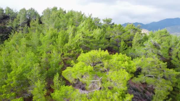 Árvores em tempo ensolarado, Vista aérea da floresta de coníferas na primavera, Árvores verdes na colina — Vídeo de Stock