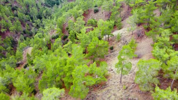 Veduta aerea della foresta di conifere in primavera, Alberi verdi sulla collina, Cime degli alberi in tempo soleggiato — Video Stock