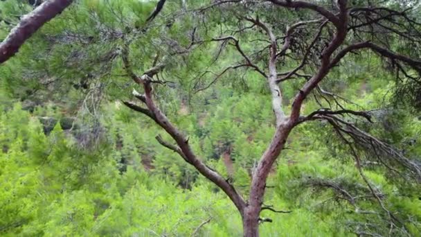 自然の春の森、晴れた魔法の強力な緑の木の朝の時間で空中風景 — ストック動画
