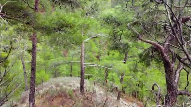 Natura Spring Forest, Sunny magico Potenti alberi verdi al mattino Paesaggio aereo — Video Stock