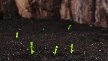 Zamanda yetişen bitkiler, filizlenen filizler yeni doğmuş nohut tohumları.