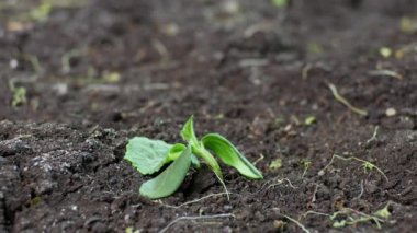 Kuru toprak zaman diliminde ölen bitki, kuraklık konsepti. İklim değişikliği ve küresel ısınma. Çevre, doğa, toprak. Tarım üzerinde etkisi var. Kötü hasat, su kıtlığı, taze su kaynakları eksikliği.
