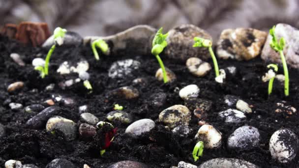 Cultivando plantas em timelapse, brotos Germinação recém-nascido feijão verde Semente — Vídeo de Stock