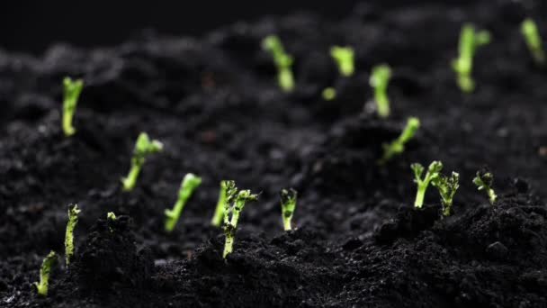 Pěstování rostlin v čase, klíčky Klíčení novorozená cizrna Semena — Stock video
