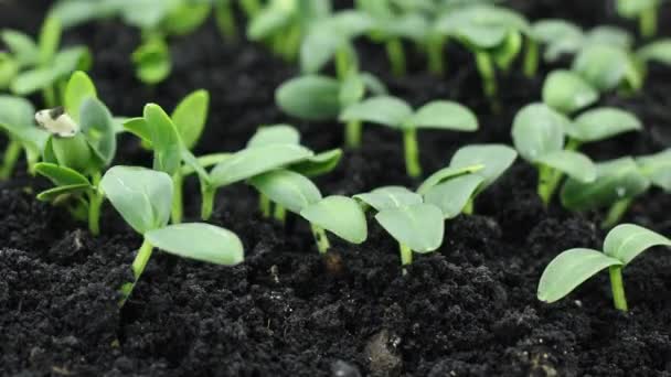 İlkbaharda filizlenen bitkiler, filizlenen yeni doğmuş salatalıklar sera tarımında yetiştirilen salatalıklar — Stok video