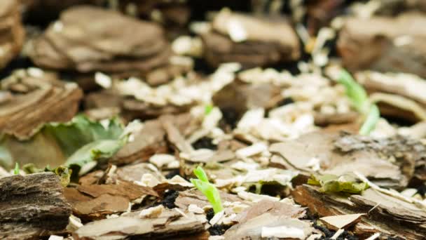 Naturaleza en un lapso de tiempo, Brotes crecen fuera de la tierra en el bosque de tiro acelerado, planta fresca en invernadero, producción de alimentos — Vídeo de stock