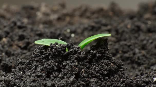 大自然在瞬间消逝，芽从地下生长加速，黄瓜在温室里生长，粮食生产 — 图库视频影像