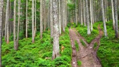 Doğa Bahar Ormanı, Güneşli sihirli güçlü yeşil ağaçlar Sabah vakti