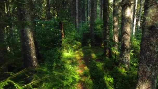 Forêt au printemps, Arbres puissants magiques le matin, Arbres puissants et de charme, Nature intacte — Video