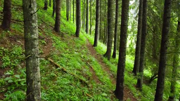 Bosque en primavera, Árboles mágicos poderosos en la mañana, Árboles encantadores y poderosos, Naturaleza intacta — Vídeos de Stock