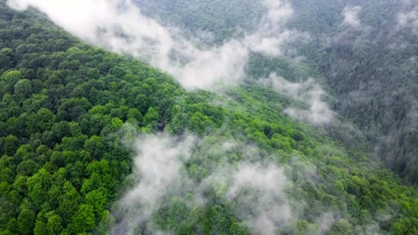 Niebla sobre las copas de hermosos árboles verdes, Bosque mágico en clima lluvioso de verano, Paisaje aéreo — Vídeos de Stock