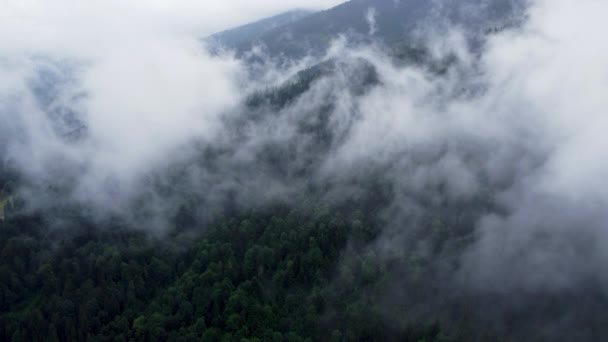 Mist over de toppen van naaldbomen, Magisch Bos bij regenachtig zomerweer, Misty Aerial Landscape — Stockvideo