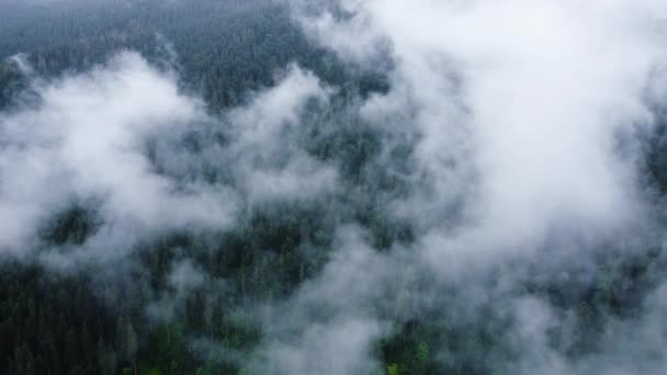 Mlha nad vrcholky jehličnatých stromů, Kouzelný les v deštivém letním počasí, Mlhavá letecká krajina — Stock video