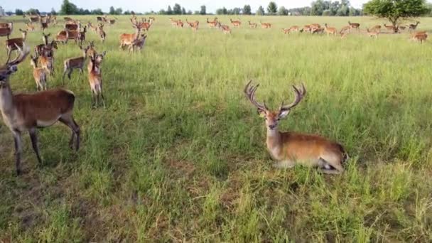 Natureza, Veados no Parque Nacional, Animais selvagens Vista aérea, Vida selvagem de cima — Vídeo de Stock