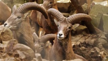 Vahşi Bighorn Koyun Koçu Erkek, dokunulmamış doğa hayvanı, ormanda bıyık, vahşi koyun yaban hayatı