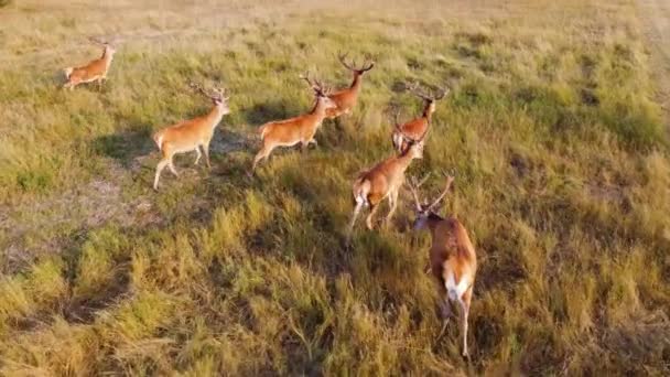 Natuur, Herten in Nationaal Park, Wilde dieren Uitzicht op de lucht, Wilde dieren van bovenaf — Stockvideo