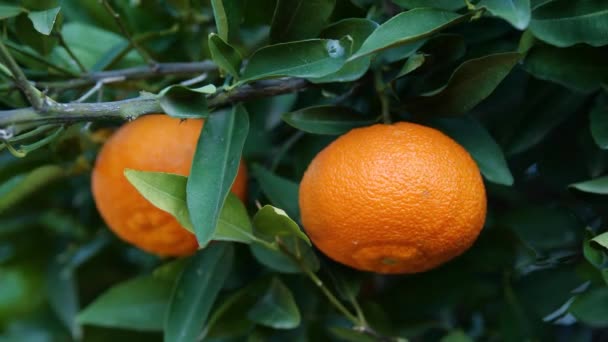 Mandarynka, Drzewo cytrusowe z owocami mandaryńskimi, Owoce rosnące na świeżym powietrzu, Pomarańcze koncepcja rolnictwa — Wideo stockowe