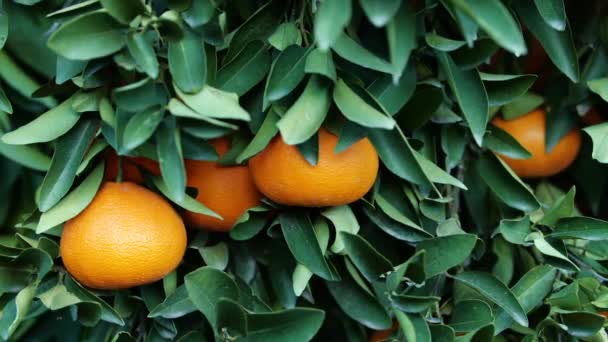 Tangerine, Citrusboom met Mandarijnvruchten, Fruit in de open lucht, Sinaasappelen Landbouw Concept — Stockvideo