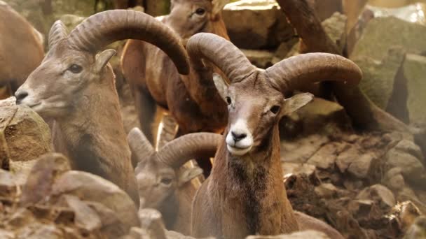 野生のビッグホーン羊ラム男性、手付かずの自然の中の動物、森の中のムフロン、野生の羊の野生動物 — ストック動画