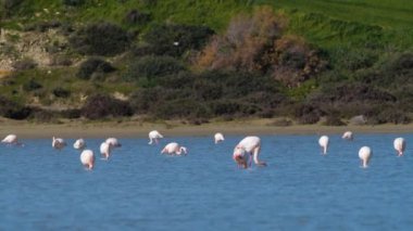 Gölde flamingolar, tuzlu suda Wild Pink Greater flamingosu, Doğa Kuşları Vahşi Yaşam safarisi 4k