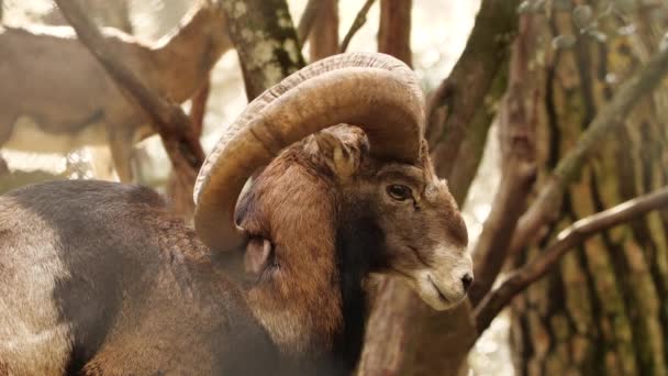 Wild Bighorn Ovce Ram Muž, zvíře v nedotčené přírodě, muflon v lese, volně žijící ovce — Stock video