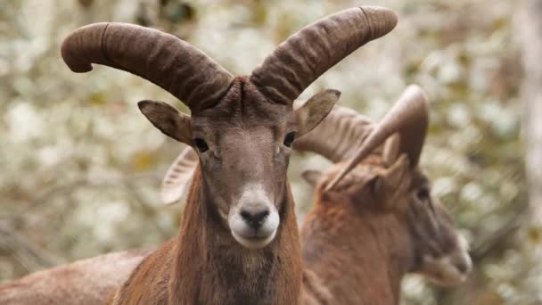 Pecora selvatica Bighorn Ram Maschio, animale nella natura incontaminata, muflone nella foresta, fauna selvatica delle pecore — Video Stock