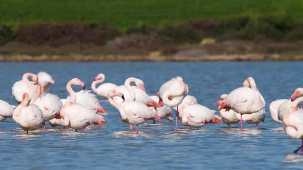 Flamingos di danau, Wild Pink Greater flamingo di air garam, Nature Birds safari liar 4k shot — Stok Video