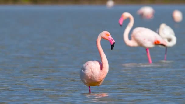 Flamingos in the Lake, Wild Pink Greater Flamingo in the salt water, Nature Birds Wildlife safari 4k — стокове відео