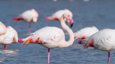Gölde flamingolar, tuzlu suda Wild Pink Greater flamingosu, Doğa Kuşları Vahşi Yaşam safarisi 4k