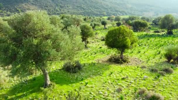 Alberi Natura all'inizio dell'estate, Veduta aerea di Bella foresta verde con ulivi nel tempo soleggiato, Cipro — Video Stock