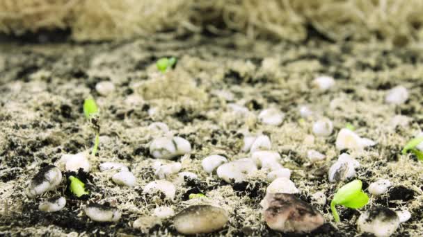 Nature in a timelapse, Sprouts grow out of the ground accelerated shooting, Cucumber plant in greenhouse, food production — Vídeo de Stock