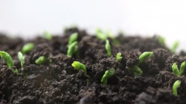 Topraktan büyüyen ve filizlenen sebze tohumları, sera tarımında yeni doğmuş bezelye bitkisi, doğal konsept, Tek Bitki, Temiz ve çevre dostu