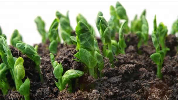Tempo de crescimento e germinação de sementes de hortaliças do solo, planta de ervilha recém-nascida na agricultura de efeito estufa, conceito natural, planta sozinha, limpa e eco-friendly — Vídeo de Stock