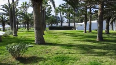  Kıbrıs Rum Kesimi 'nde Palm Trees ile park, güzel havayla güneşli bir gün, yaz tatili bölgesi, hava manzarası