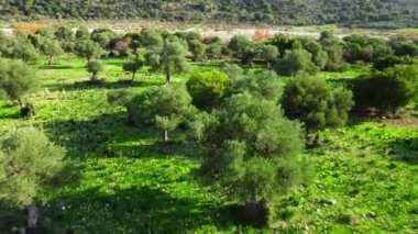 Önünde büyük bir zeytin ağacı ve yaz mevsiminde yeşil çimlerle ormanın içinden geçmek, havadan manzara. Kıbrıs Rum Kesimi güneşli havada, saf doğa konsepti