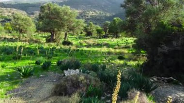 Önünde büyük bir zeytin ağacı ve yaz mevsiminde yeşil çimlerle ormanın içinden geçmek, havadan manzara. Kıbrıs Rum Kesimi güneşli havada, saf doğa konsepti