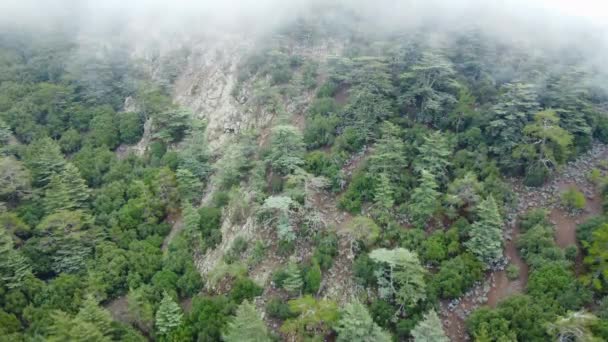 Βροχερός καιρός στα βουνά. Ομίχλη που φυσάει πάνω από πευκοδάσος. Εναέρια πλάνα από έλατο δάσος δέντρα στους λόφους του βουνού σε ομιχλώδη ημέρα. Πρωινή ομίχλη στο όμορφο δάσος του φθινοπώρου. — Αρχείο Βίντεο
