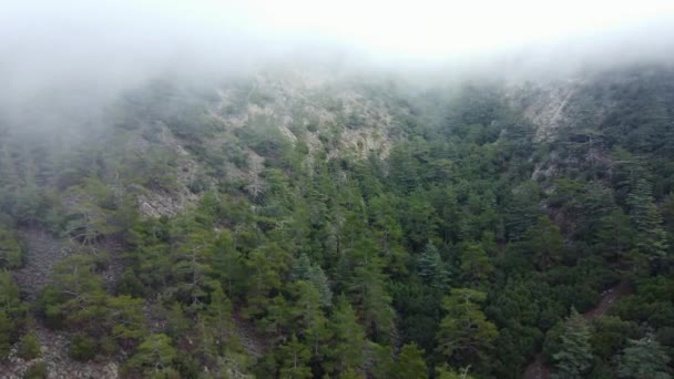 Rainy weather in mountains. Misty fog blowing over pine tree forest. Aerial footage of spruce forest trees on the mountain hills at misty day. Morning fog at beautiful autumn forest. — Stock Video