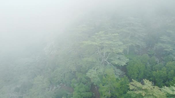 Météo pluvieuse en montagne. Brouillard brumeux soufflant sur la forêt de pins. Images aériennes d'épinettes sur les collines par temps brumeux. Brouillard matinal à la belle forêt d'automne. — Video
