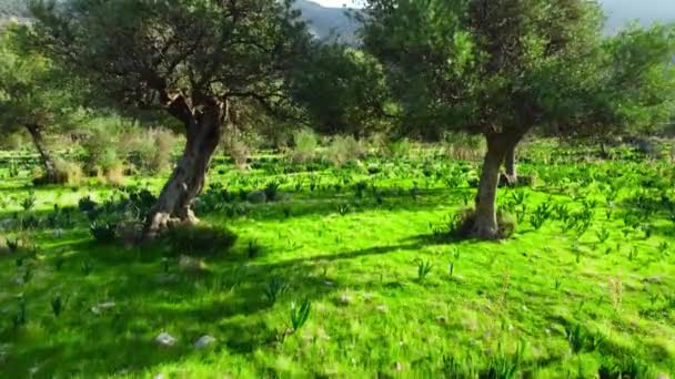 Poruszając się przez las z dużym drzewem oliwnym w przedniej i zielonej trawie w sezonie letnim, Krajobraz lotniczy. Cypr przy słonecznej pogodzie, Koncepcja czystej przyrody — Wideo stockowe